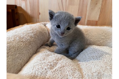 成約済の長野県のロシアンブルー-109823の9枚目