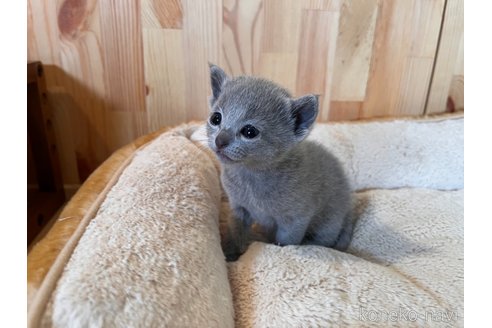 成約済の長野県のロシアンブルー-109823の2枚目