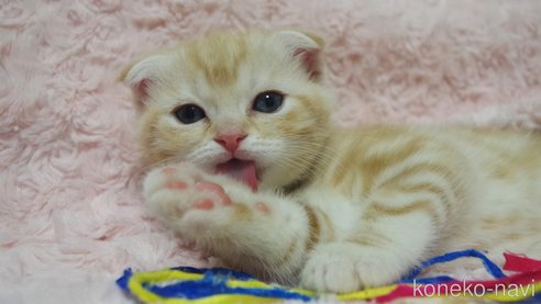 成約済の群馬県のスコティッシュフォールド(折れ耳)-107582の8枚目