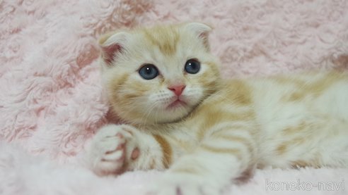 成約済の群馬県のスコティッシュフォールド(折れ耳)-107582の9枚目
