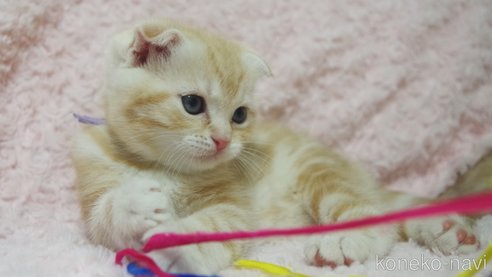 成約済の群馬県のスコティッシュフォールド(折れ耳)-107582の3枚目