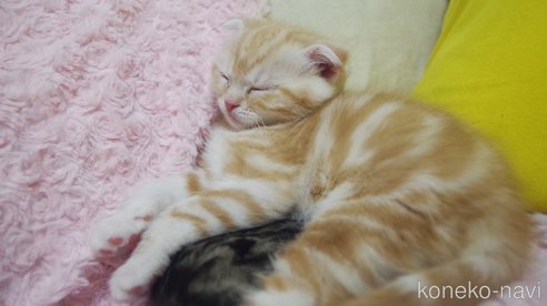 成約済の群馬県のスコティッシュフォールド(折れ耳)-107582の4枚目