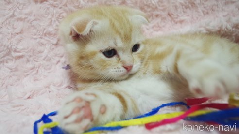 成約済の群馬県のスコティッシュフォールド(折れ耳)-107582の5枚目