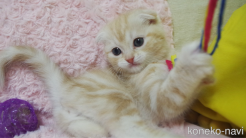 成約済の群馬県のスコティッシュフォールド(折れ耳)-107582の2枚目