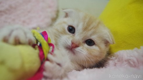 成約済の群馬県のスコティッシュフォールド(折れ耳)-107583の4枚目