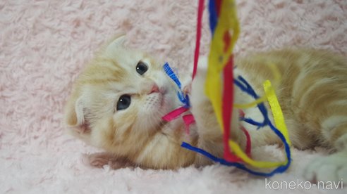 成約済の群馬県のスコティッシュフォールド(折れ耳)-107583の6枚目