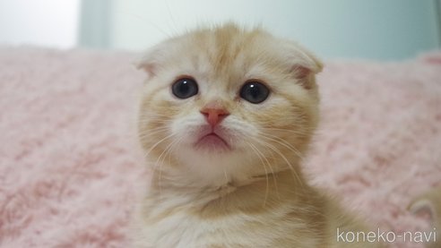 成約済の群馬県のスコティッシュフォールド(折れ耳)-107583の3枚目