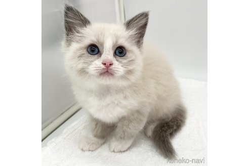 成約済の愛知県のラグドール-109835の1枚目