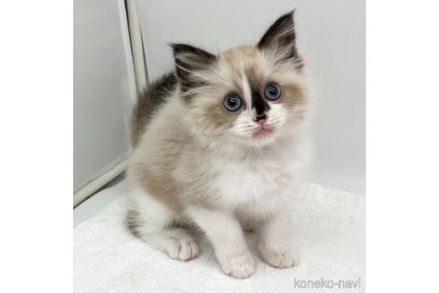 成約済の愛知県のラグドール-109837の5枚目