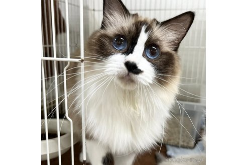 成約済の愛知県のラグドール-109837の2枚目