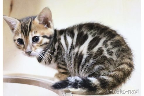 成約済の群馬県のベンガル-109843の5枚目