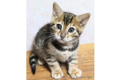成約済の群馬県のベンガル-109843の2枚目