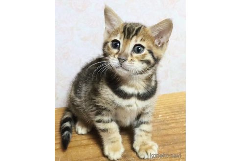 成約済の群馬県のベンガル-109843の1枚目
