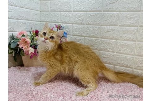 成約済の東京都のマンチカン-109850の2枚目