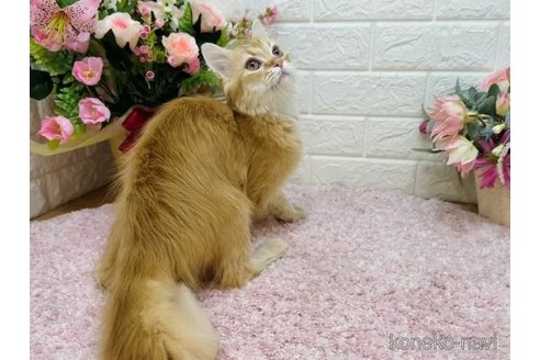 成約済の東京都のマンチカン-109850の3枚目