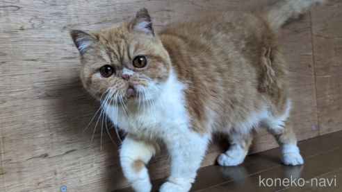 成約済の大阪府のエキゾチックショートヘア-93769の1枚目
