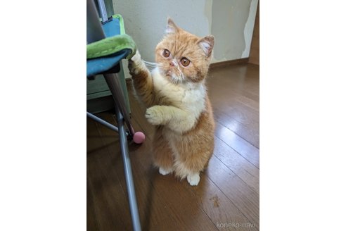 成約済の大阪府のエキゾチックショートヘア-93769の3枚目