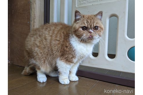 成約済の大阪府のエキゾチックショートヘア-93769の2枚目