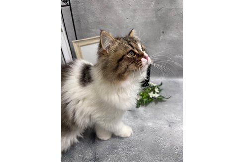 成約済の京都府のミックス-97458の3枚目
