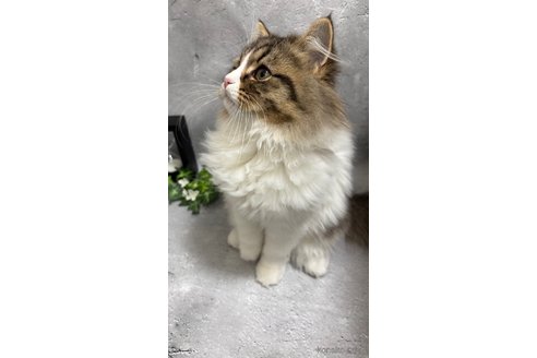 成約済の京都府のミックス-97458の4枚目