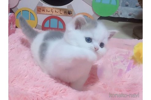 成約済の愛媛県のミヌエット(短足)-109859の3枚目