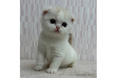 2024年秋冬新作 渡辺恭子ブリーダーのスコティッシュフォールド(折れ耳)の子猫 バッグ