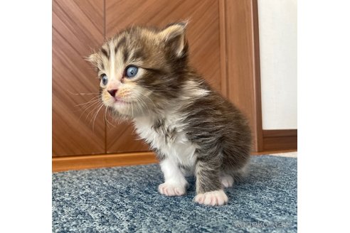 成約済の千葉県のサイベリアン-109876の16枚目