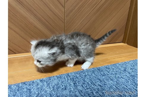成約済の千葉県のサイベリアン-109884の12枚目