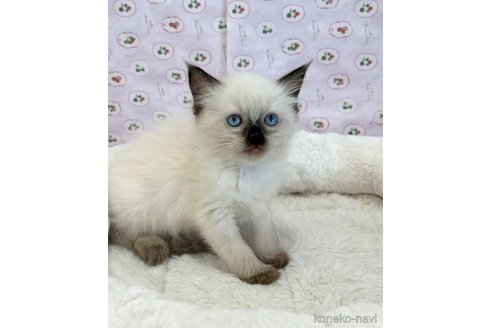 販売中の広島県のラグドール-107455