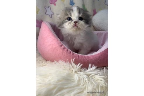 成約済の大阪府のスコティッシュフォールド(折れ耳)-109898の3枚目