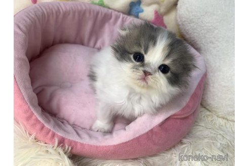 成約済の大阪府のスコティッシュフォールド(折れ耳)-109898の4枚目