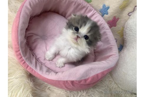 成約済の大阪府のスコティッシュフォールド(折れ耳)-109898の5枚目