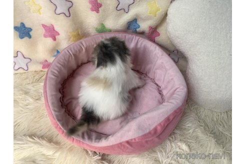 成約済の大阪府のスコティッシュフォールド(折れ耳)-109898の6枚目