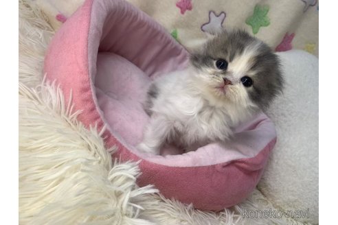 成約済の大阪府のスコティッシュフォールド(折れ耳)-109898の1枚目