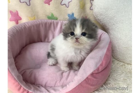 成約済の大阪府のスコティッシュフォールド(折れ耳)-109898の2枚目