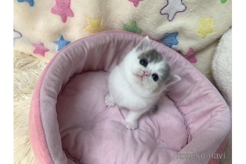 成約済の大阪府のスコティッシュフォールド-109900の2枚目