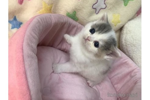 成約済の大阪府のスコティッシュフォールド-109900の3枚目