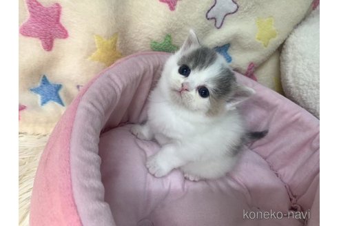 成約済の大阪府のスコティッシュフォールド-109900の5枚目