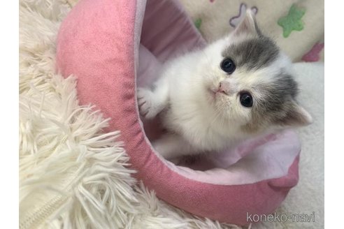 成約済の大阪府のスコティッシュフォールド-109900の4枚目