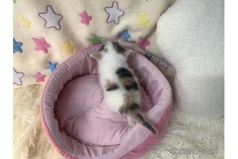 成約済の大阪府のスコティッシュフォールド-109900の6枚目