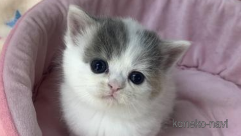 成約済の大阪府のスコティッシュフォールド-109900の1枚目