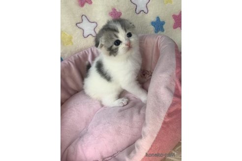 成約済の大阪府のスコティッシュフォールド(折れ耳)-109901の4枚目