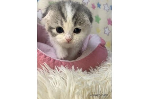 成約済の大阪府のスコティッシュフォールド(折れ耳)-109901の5枚目