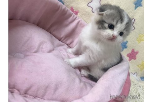 成約済の大阪府のスコティッシュフォールド(折れ耳)-109901の6枚目