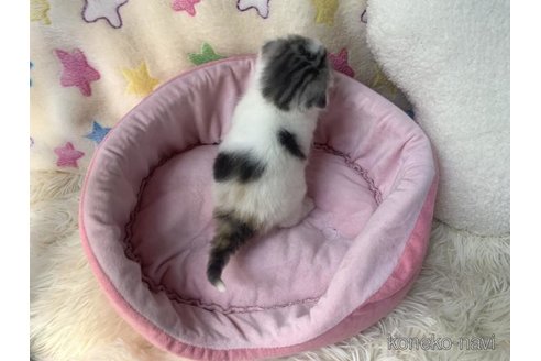 成約済の大阪府のスコティッシュフォールド(折れ耳)-109901の2枚目