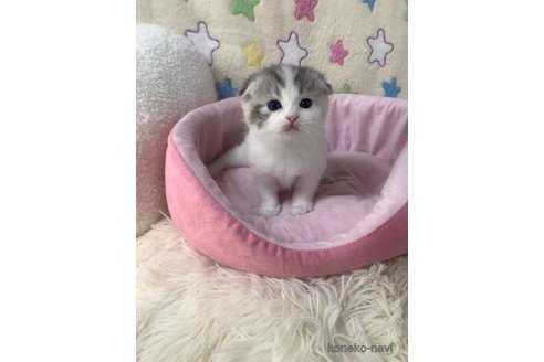 成約済の大阪府のスコティッシュフォールド(折れ耳)-109901の3枚目