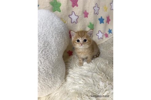 ドイリー❤️タズちゃん たぬちゃんず2 / たぬちゃんず ( tanuchanz )のスタンダードT