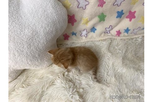 成約済の大阪府のスコティッシュフォールド-109904の5枚目