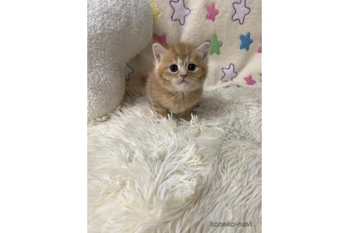 成約済の大阪府のスコティッシュフォールド-109904の6枚目