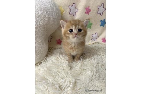 成約済の大阪府のスコティッシュフォールド-109904